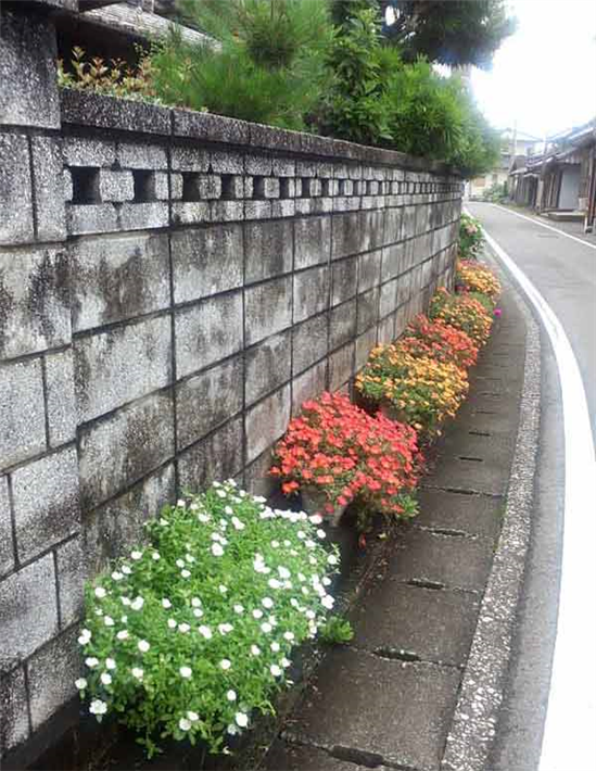 ポーチュラカ