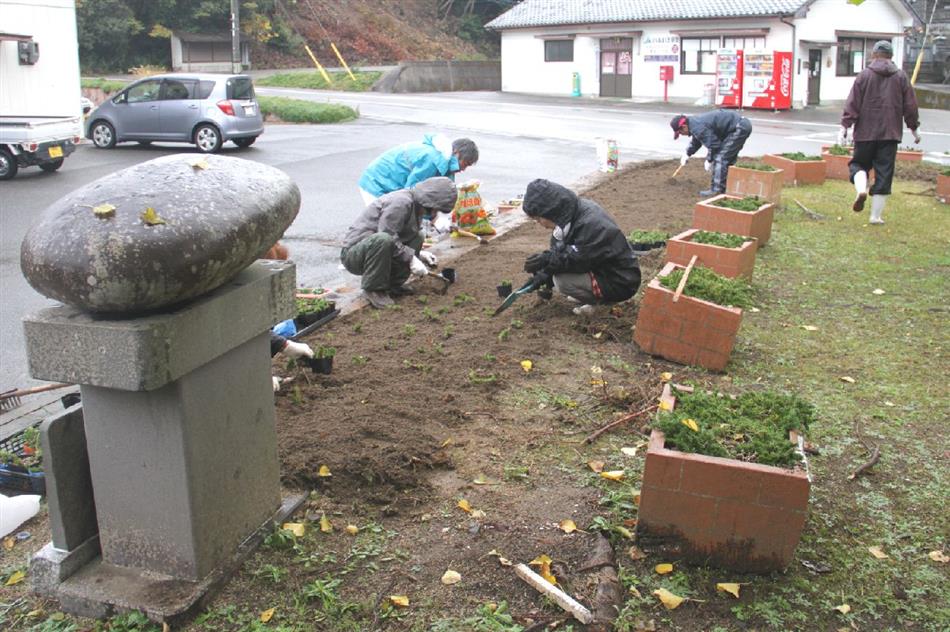 H25.12.01　芝桜植栽作業