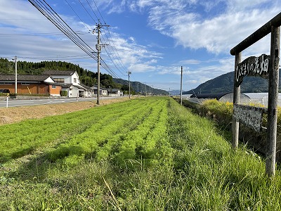 ひだまりの花畑(コスモス)20211019⑥