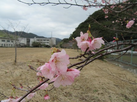 さくら公園