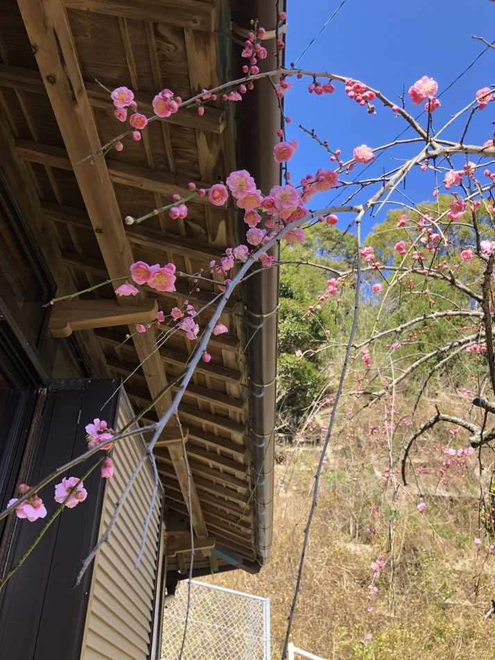 しだれ桜
