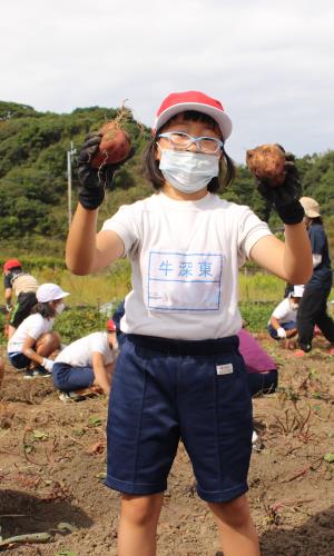 牛深東芋ほり