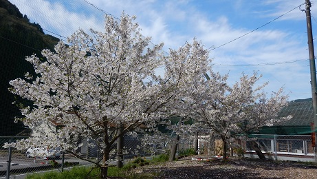コミセングラウンドの桜①