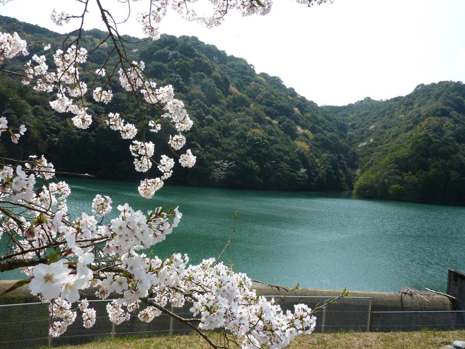 楠浦ダム_桜