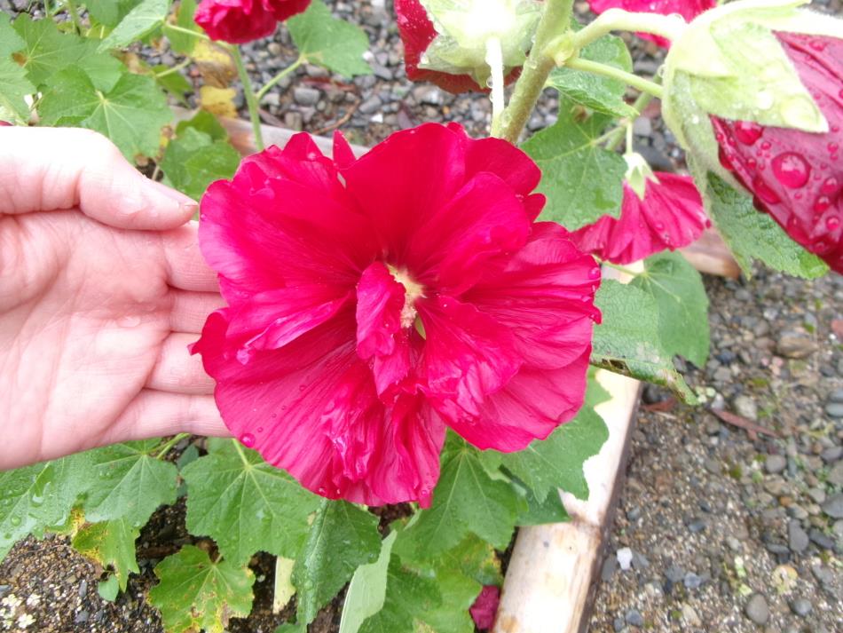 赤い花🌺😊