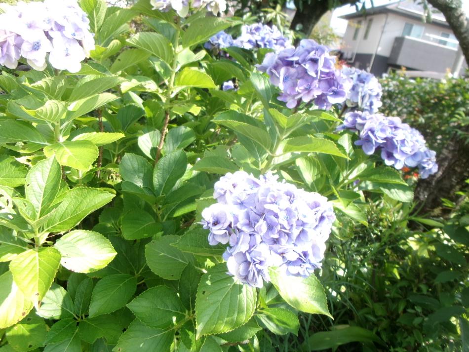 元気に咲いてます!(^^)!