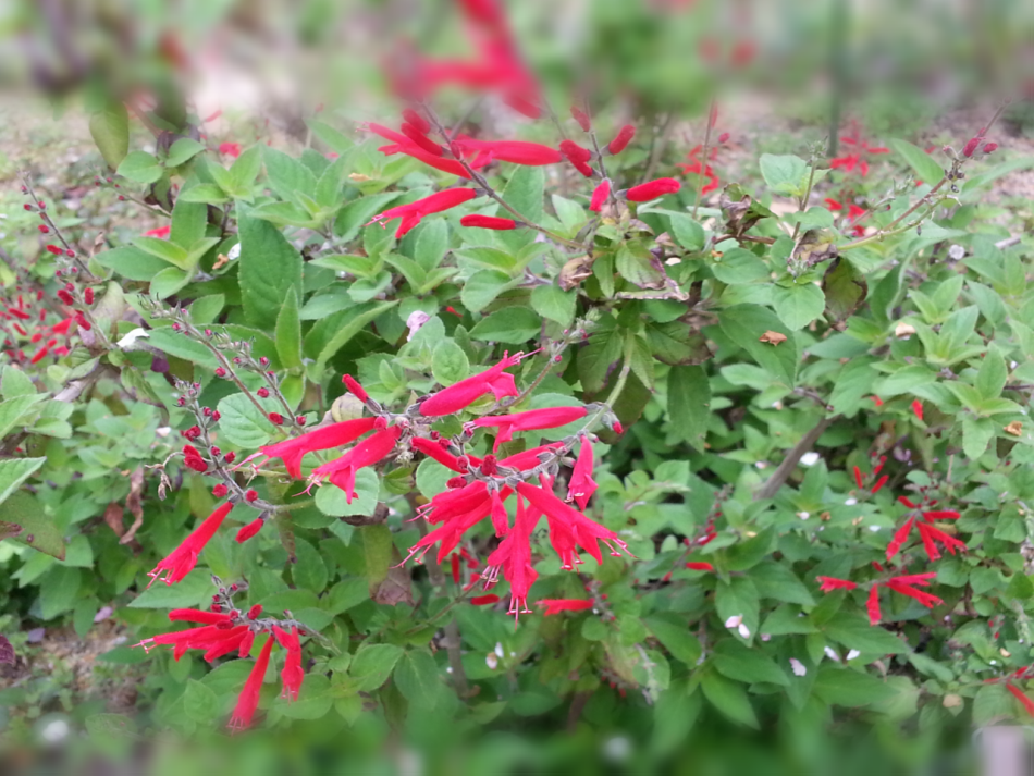 パイナップルセージ 商品紹介 レシピ集 Naturalherb 香草園 ナチュラルハーブ香草園