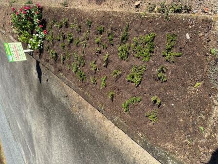 秋苗植える前