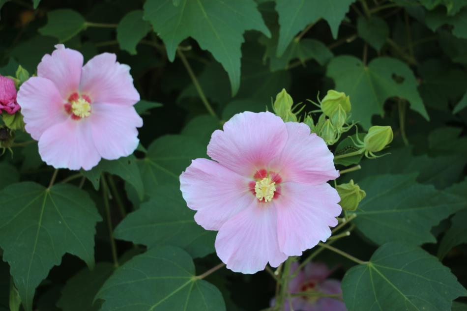 芙蓉