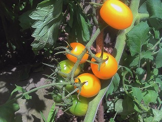 IMG_20130708_122920