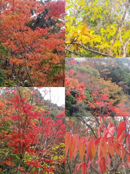 紅葉