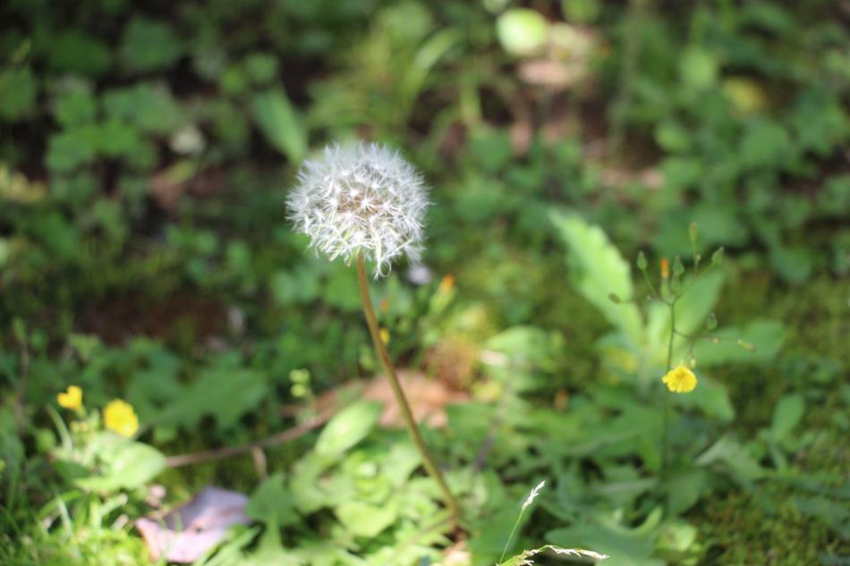 やさしい春風とふわふわ綿毛 ♪