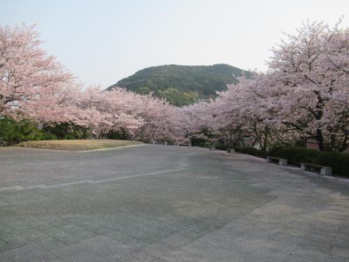 2018桜6