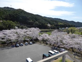 一町田川桜２