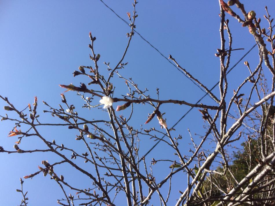桜