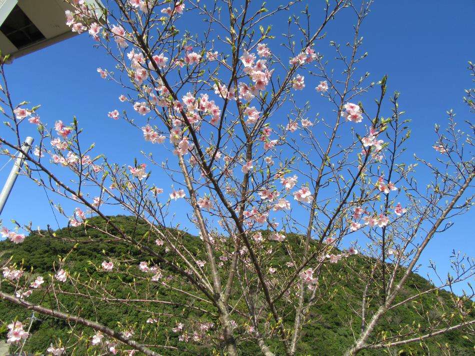 早咲きの桜