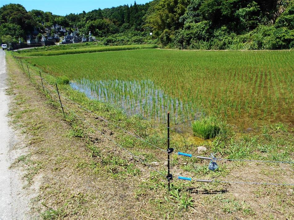 大浦田舎暮らし体験 イノシシよけの電柵設置 お知らせ 大浦地区振興会