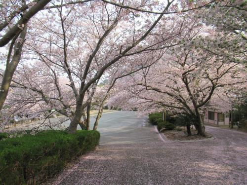2018桜5