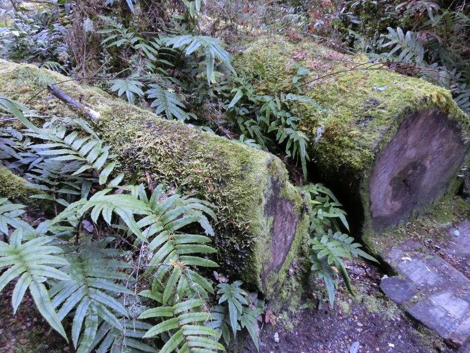 苔むした丸太