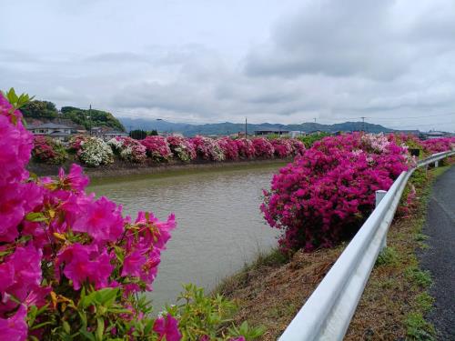天草・広瀬川のサツキ