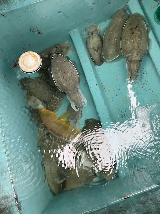 モンゴウイカ釣り