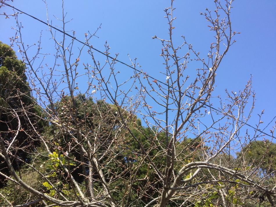 桜