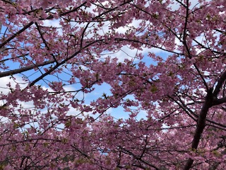 河津桜２月１７日