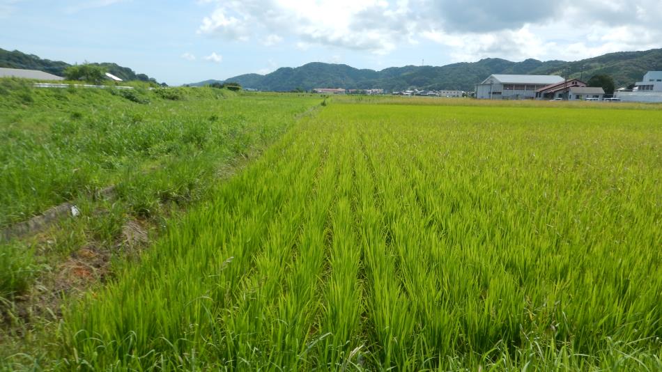 20220707田園風景 (1)