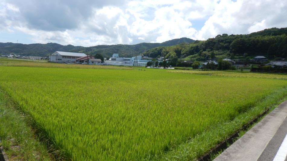 20220707田園風景 (2)