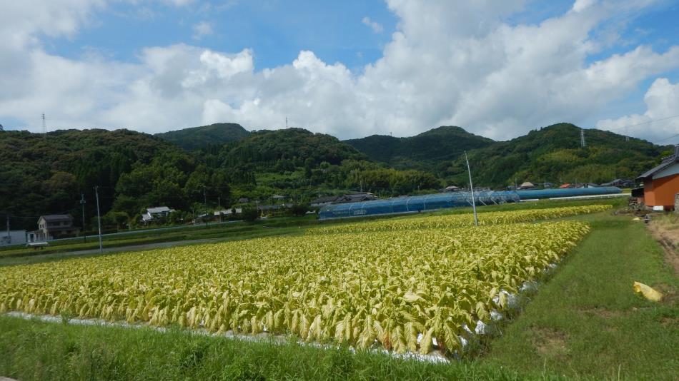 20220707田園風景 (4)