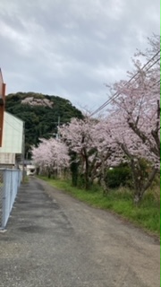 小学校桜