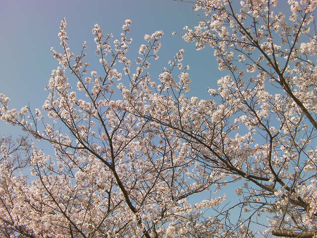 ２０１２ 桜