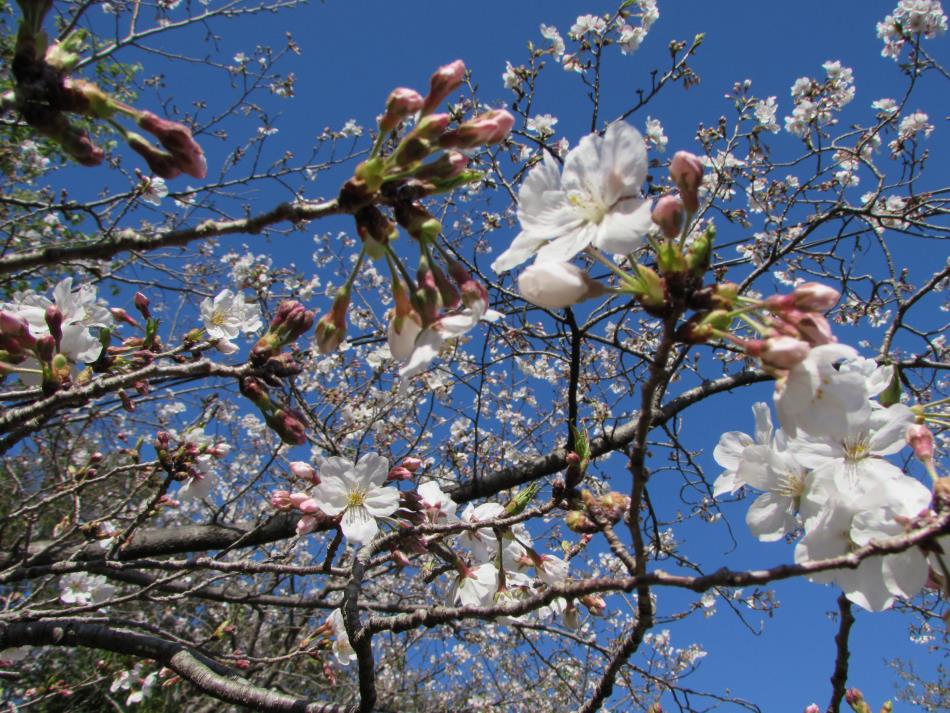 桜