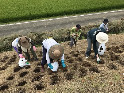 球根作業２