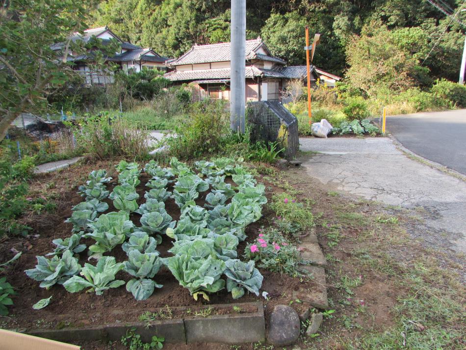 苗植え