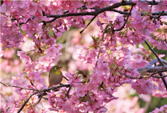 河津桜②