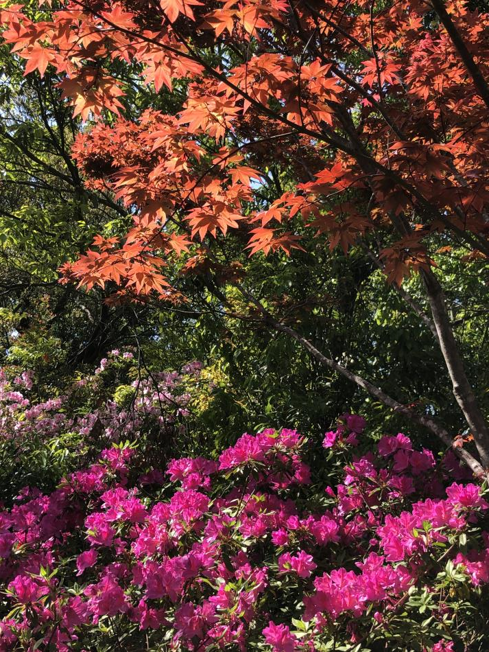 つつじ