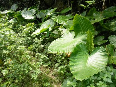 島の森