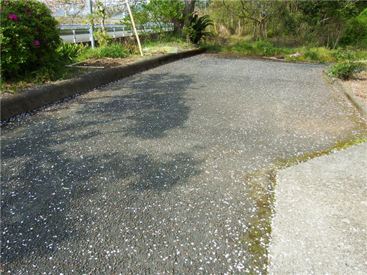 桜絨毯