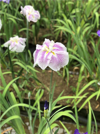 6月2日花菖蒲園5