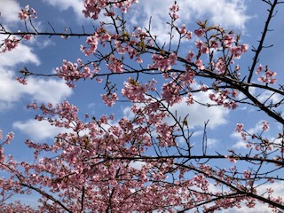 河津桜２月１７日