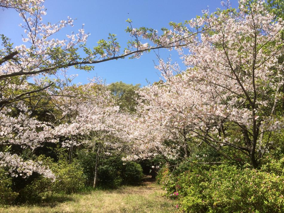 桜