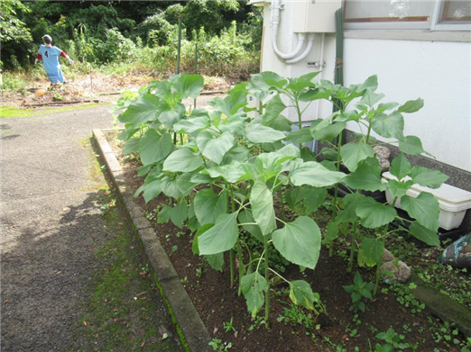 花4