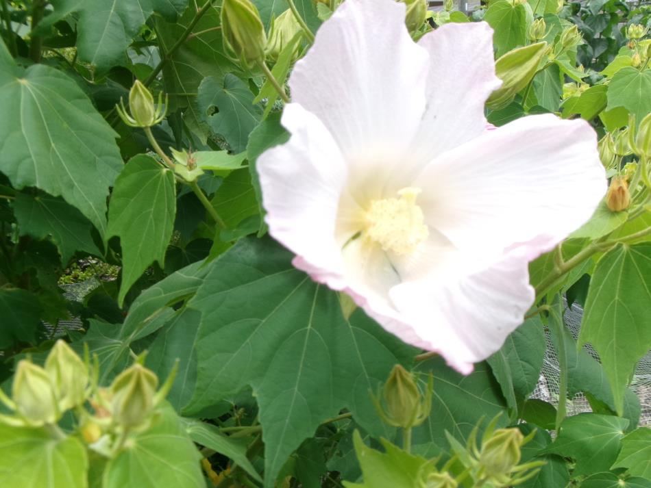 今年も咲きました🌷