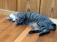 スマホでパチリ　にゃんこ１4