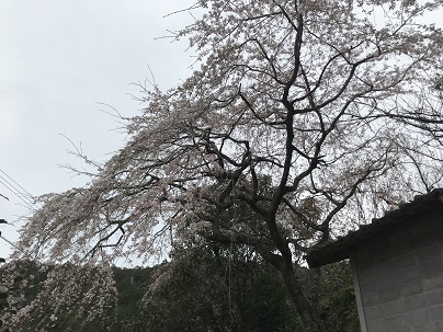 しだれ桜