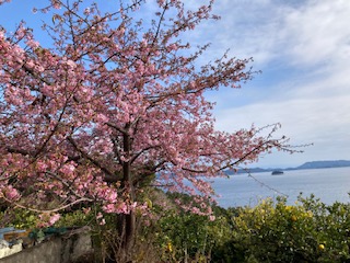 河津桜２月