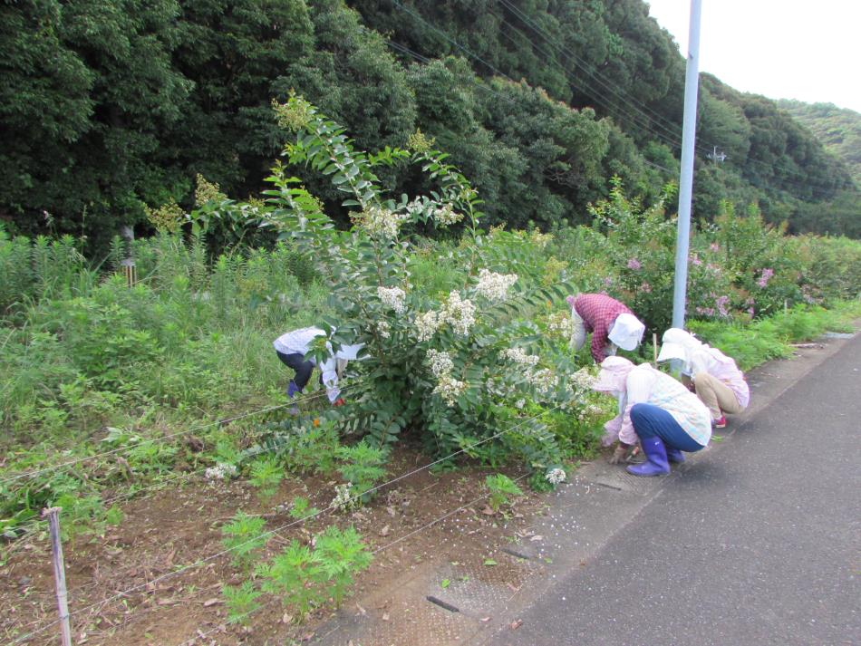 一日一汗運動