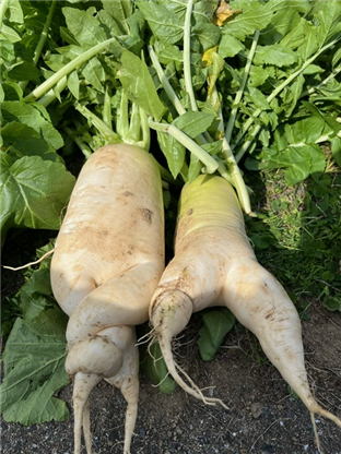 野菜3