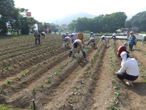 Ｈ２６苗植え